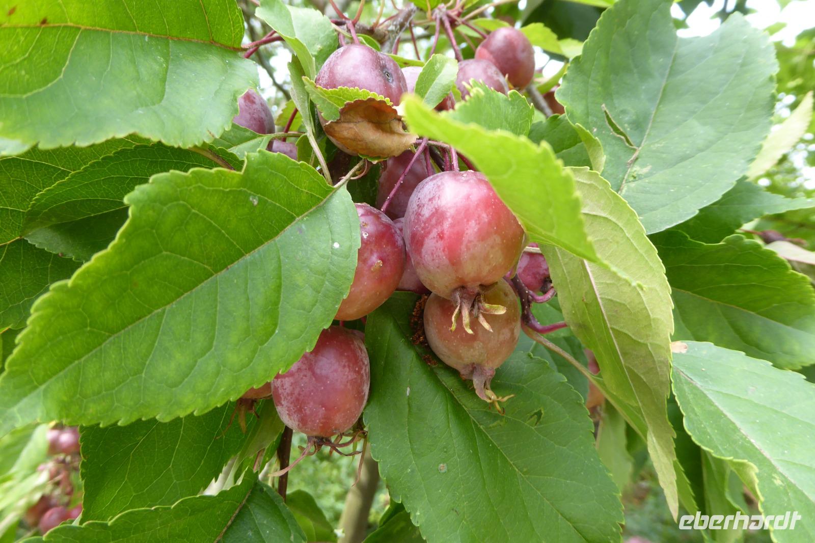 Tag 2 Garten von Viels Maison 