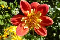 Tag 3 Giverny, Garten von Monet 