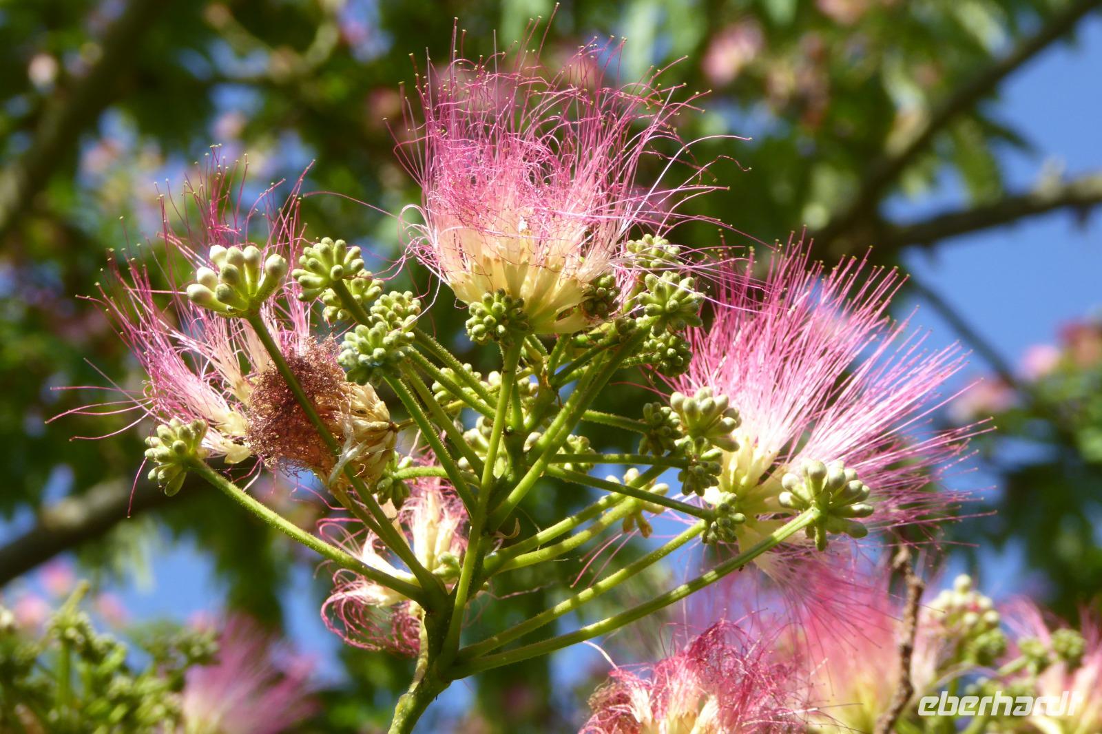 Tag 3 Giverny, Garten von Monet, Seidenbaum