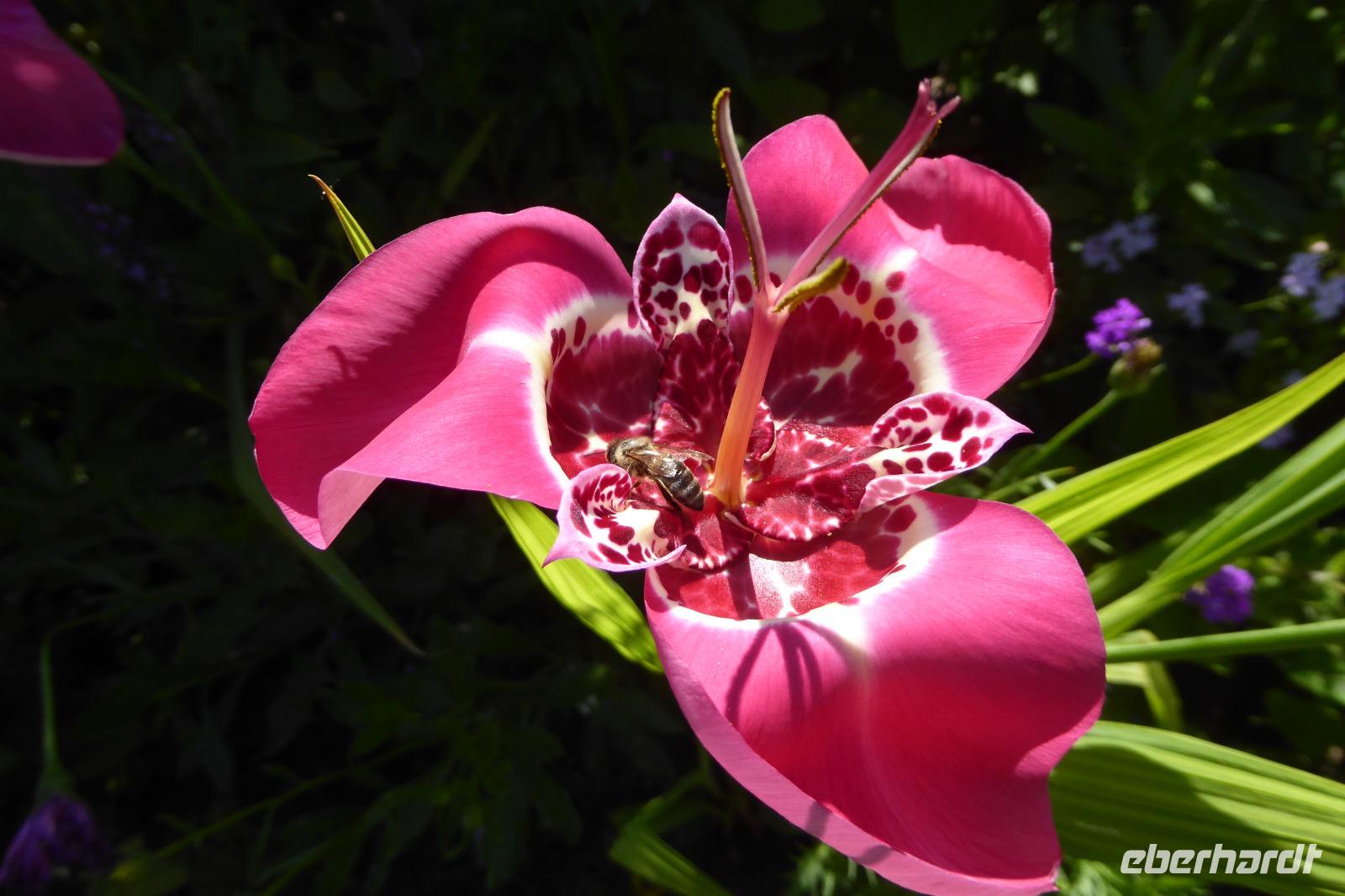 Tag 3 Giverny, Garten von Monet 