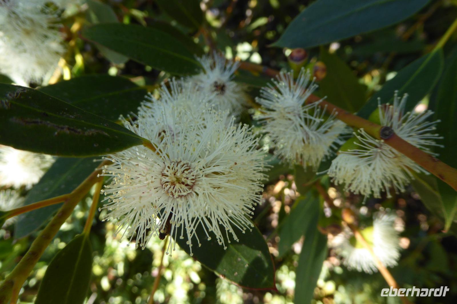 Tag 4 Le Havre, Jardin Suspendus 
