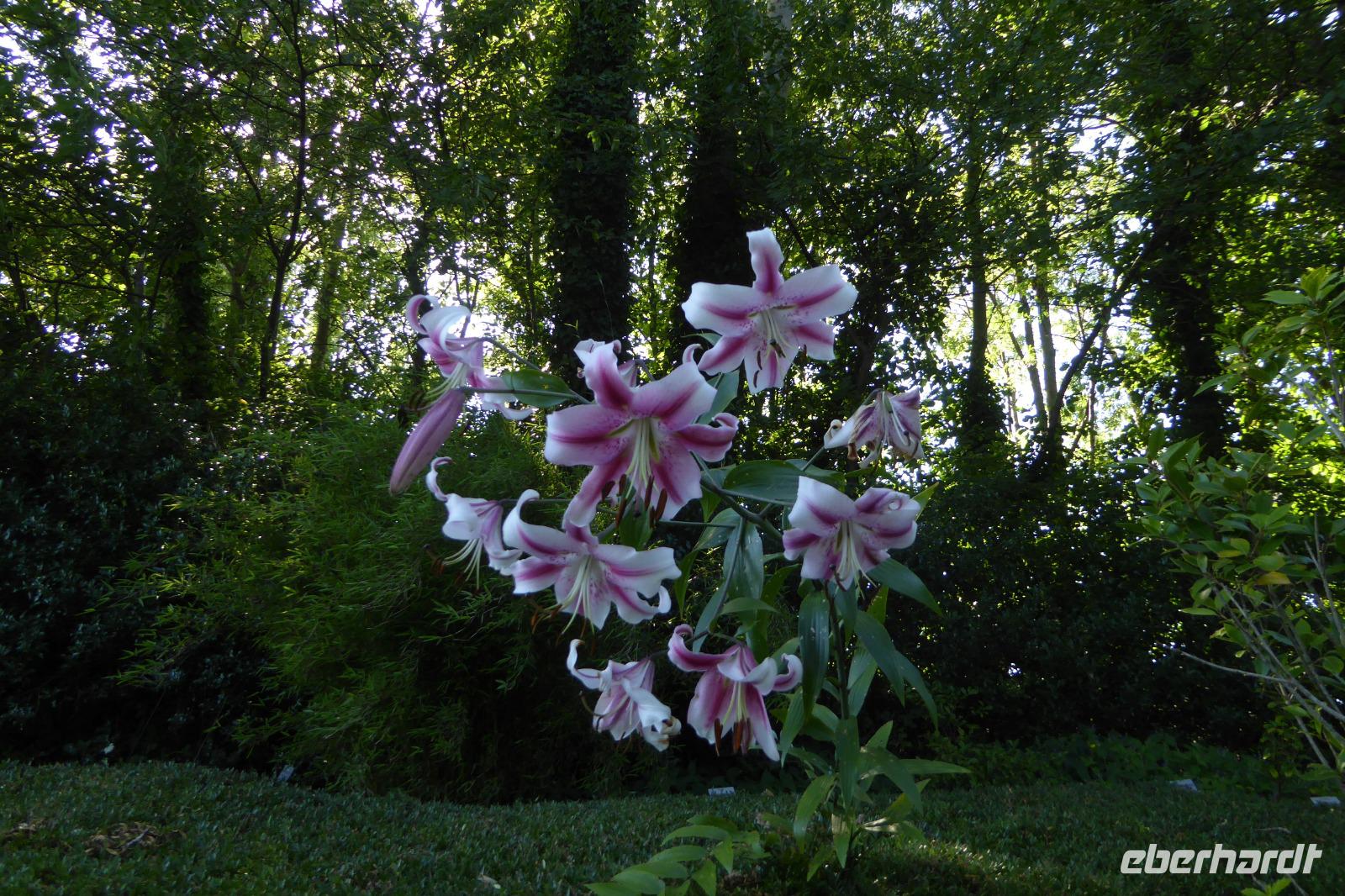 Tag 4 Le Havre, Jardin Suspendus 