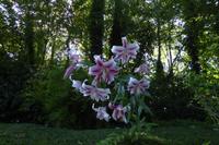 Tag 4 Le Havre, Jardin Suspendus 