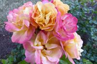 Tag 4 Le Havre, Jardin Suspendus 