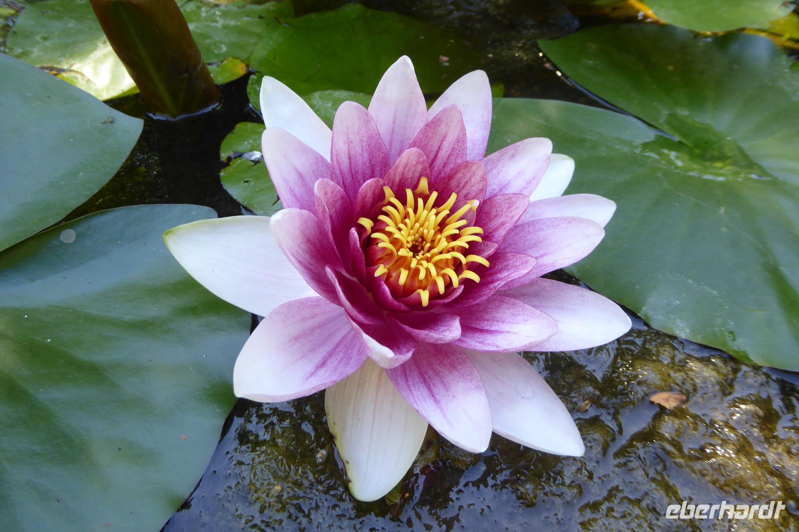 Tag 5 Les jardins de Pays d´Auge, Cambremer,Nymphaea