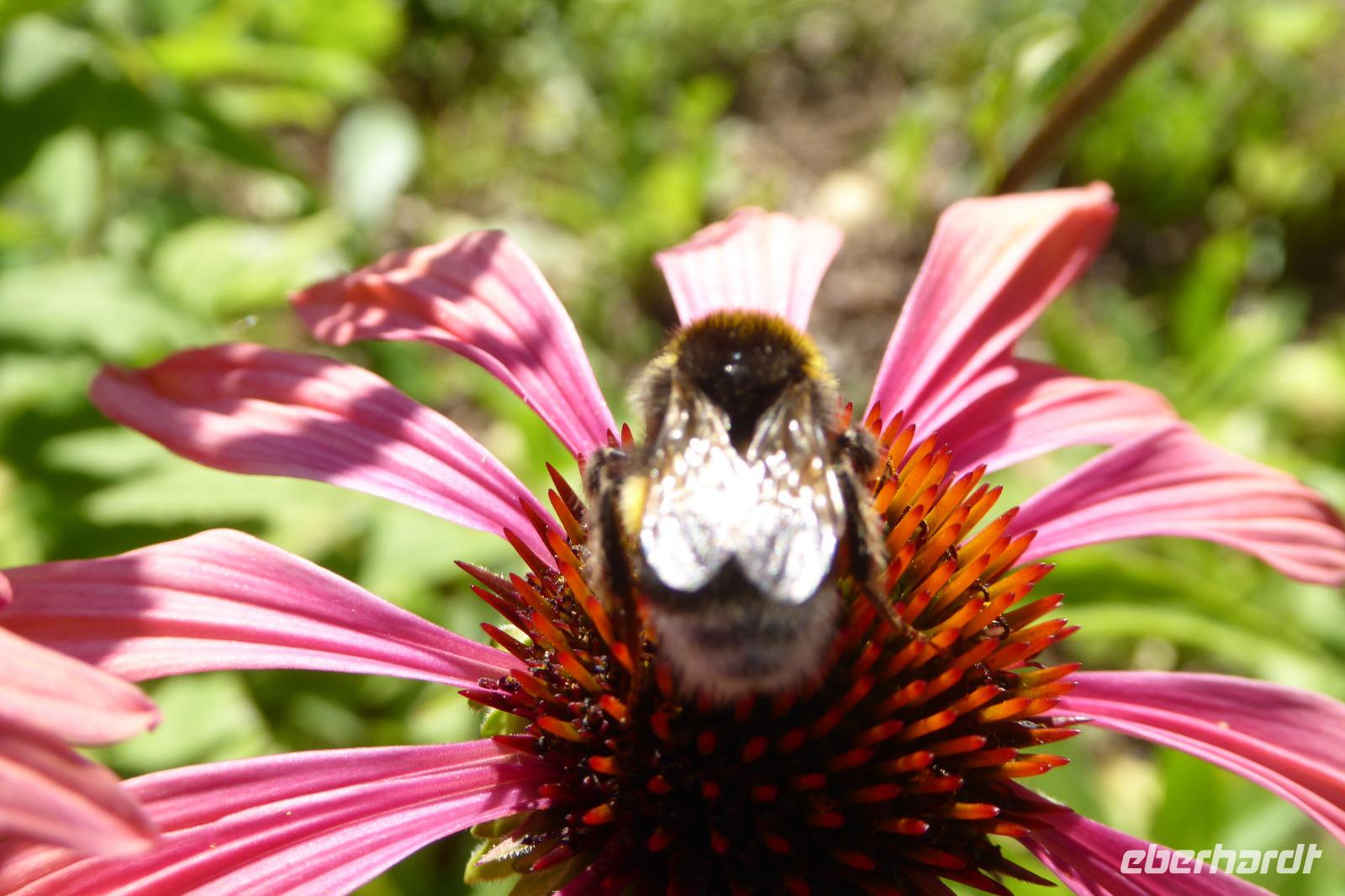 Tag 5 Les jardins de Pays d´Auge, Cambremer 