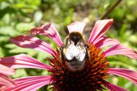 Tag 5 Les jardins de Pays d´Auge, Cambremer 