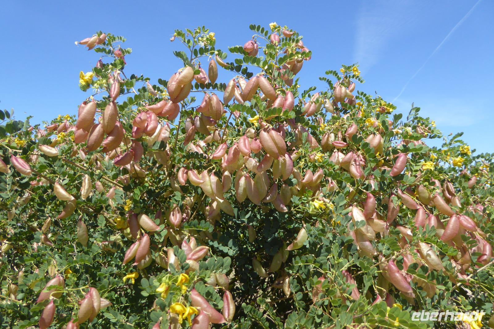 Tag 5 Strand von Deauville, 