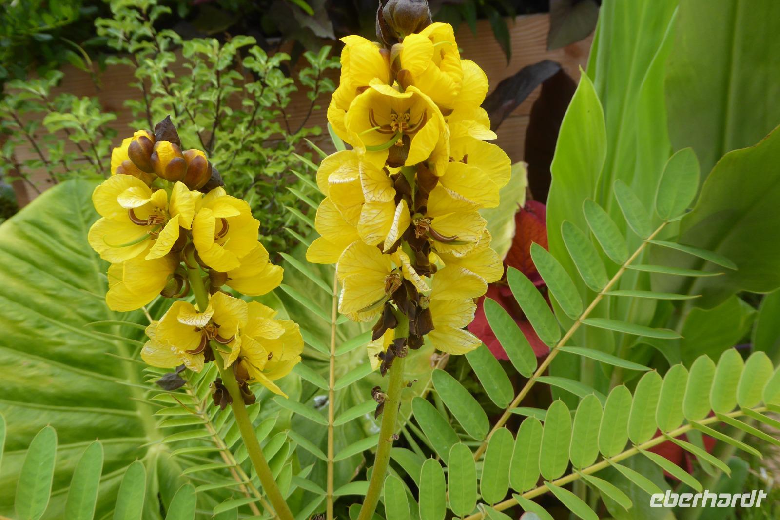 Tag 6 Caen Stadtgrün, Senna 