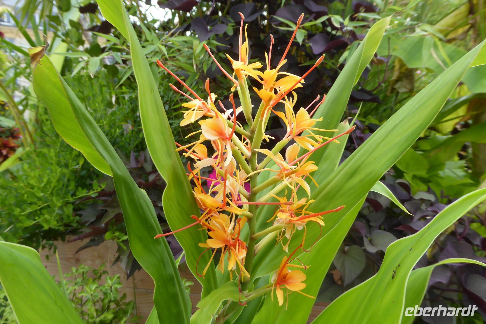 Tag 6 Caen Stadtgrün, Ingwer