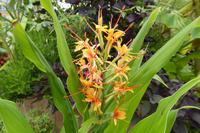 Tag 6 Caen Stadtgrün, Ingwer