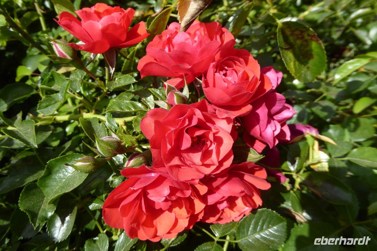 Tag 6 Caen, Parc Floral 