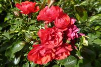 Tag 6 Caen, Parc Floral 