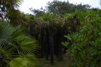 Tag 8 Botanischer Garten Vauville 