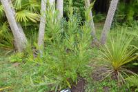 Tag 8 Botanischer Garten Vauville 