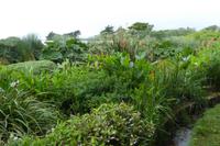 Tag 8 Botanischer Garten Vauville 