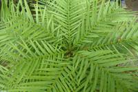 Tag 8 Botanischer Garten Vauville 