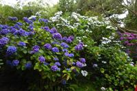 Tag 8 Botanischer Garten Vauville 