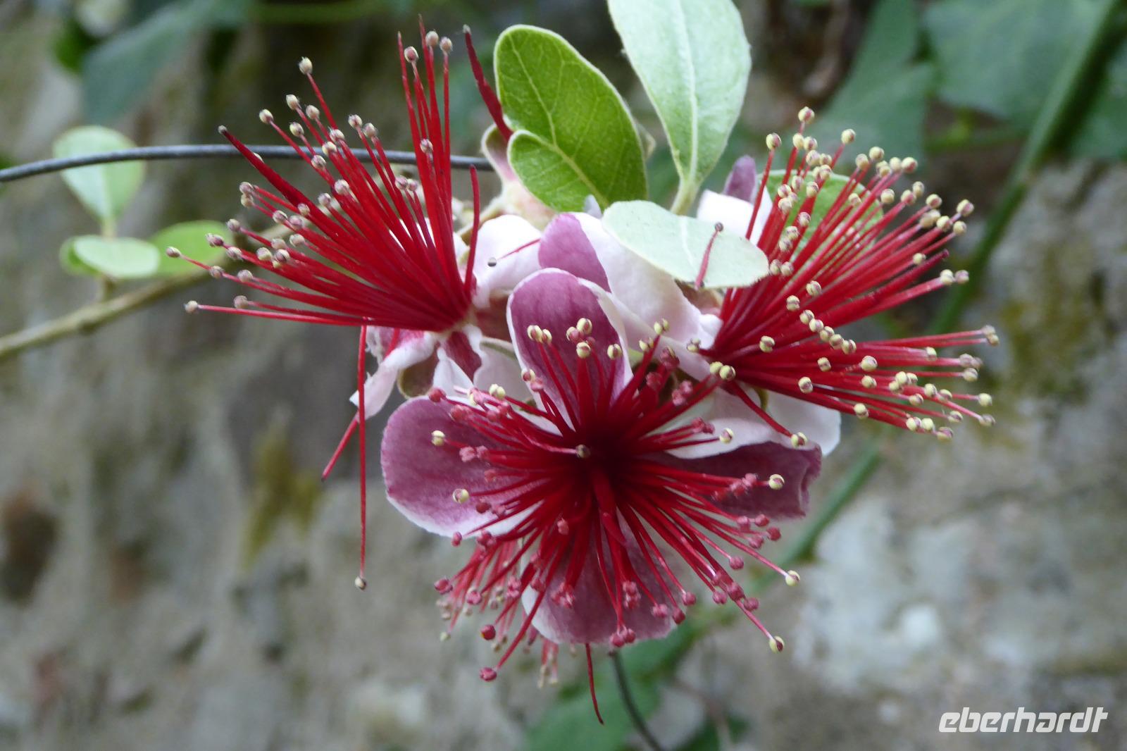 Tag 8 Botanischer Garten Vauville, Guave