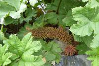 Tag 8 Botanischer Garten Vauville 