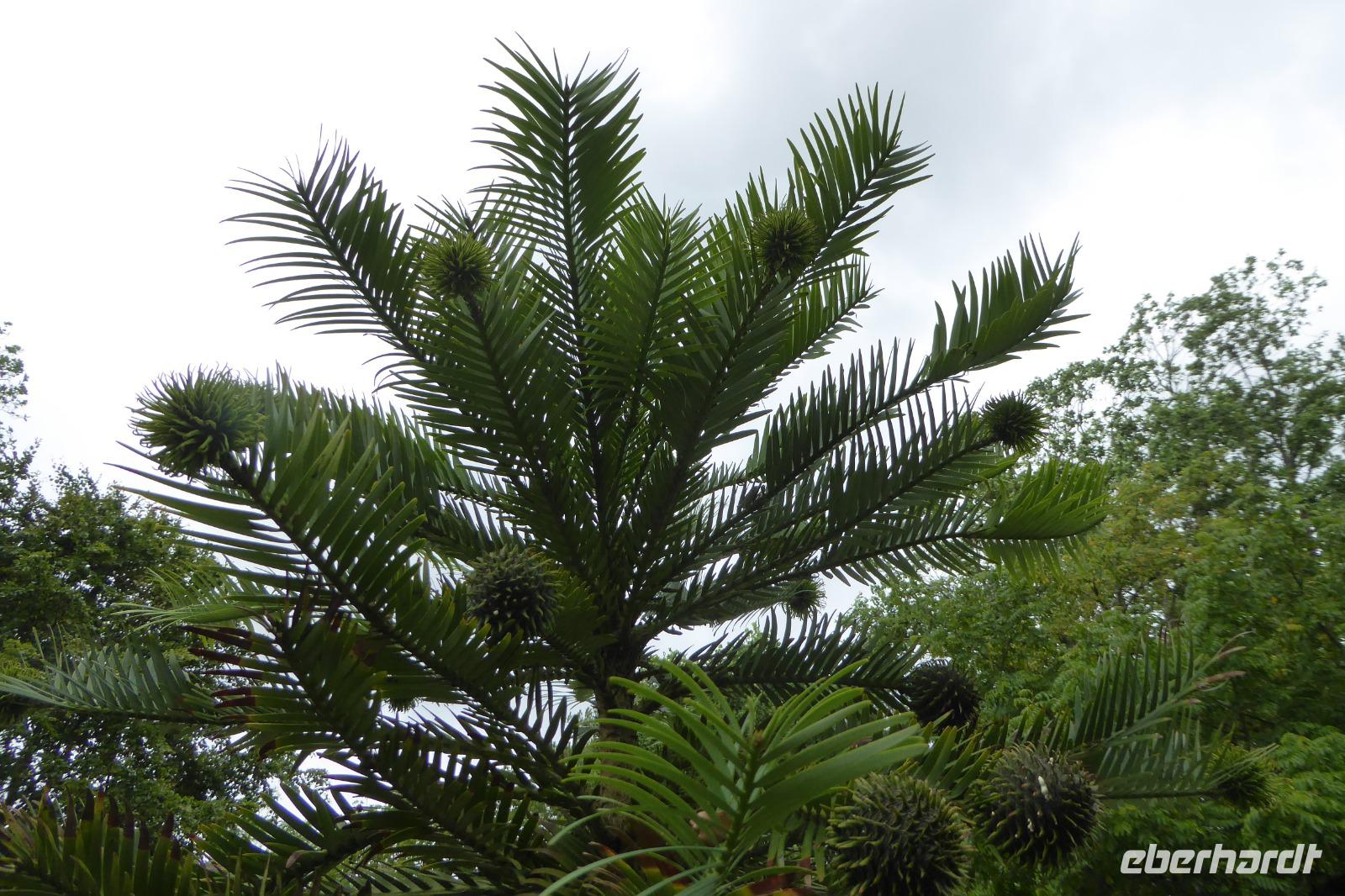 Tag 8 Garten von Coutance 