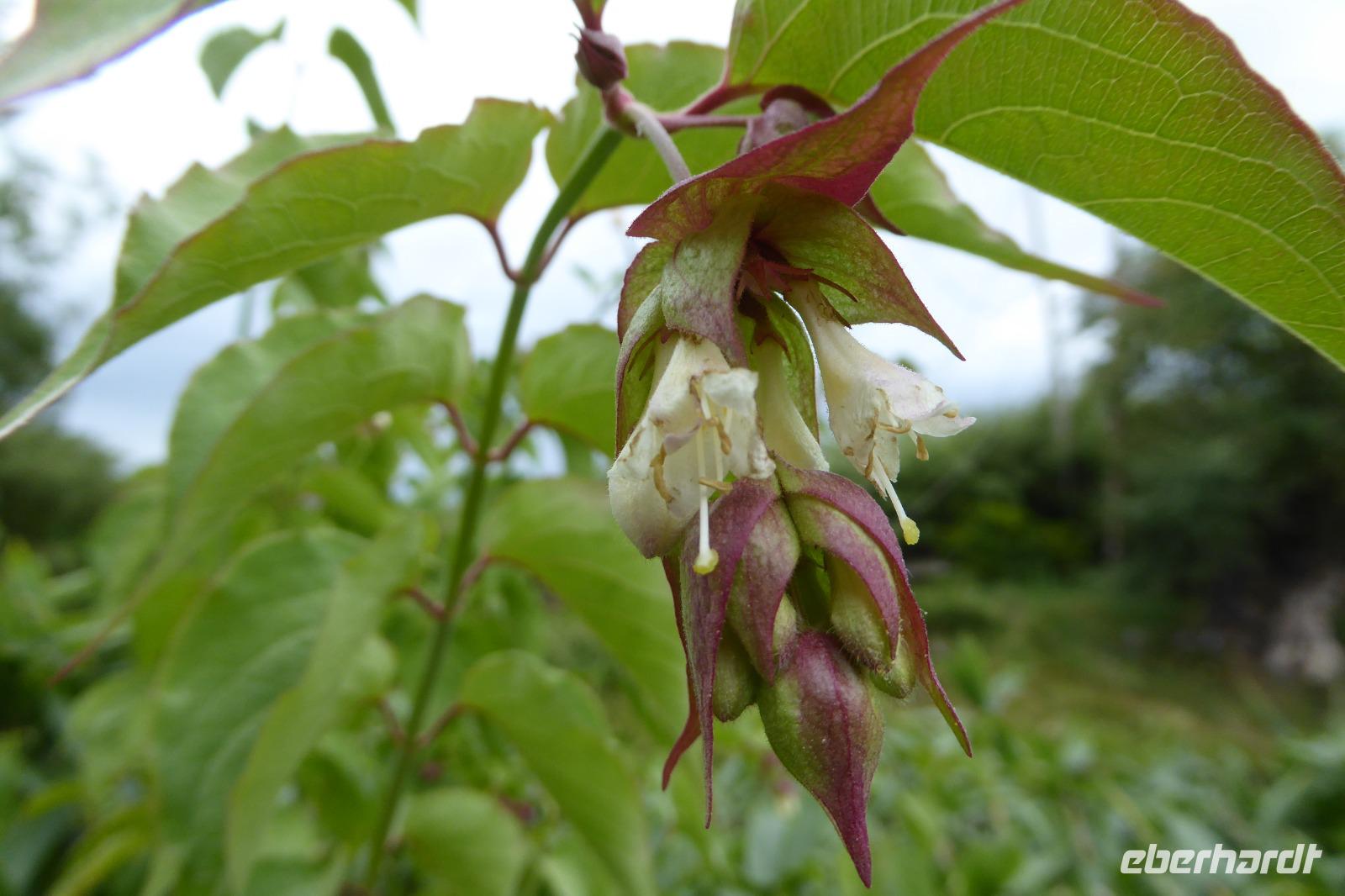 Tag 8 Zoo von Champrépus 