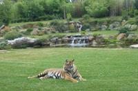 Tag 8 Zoo von Champrépus 