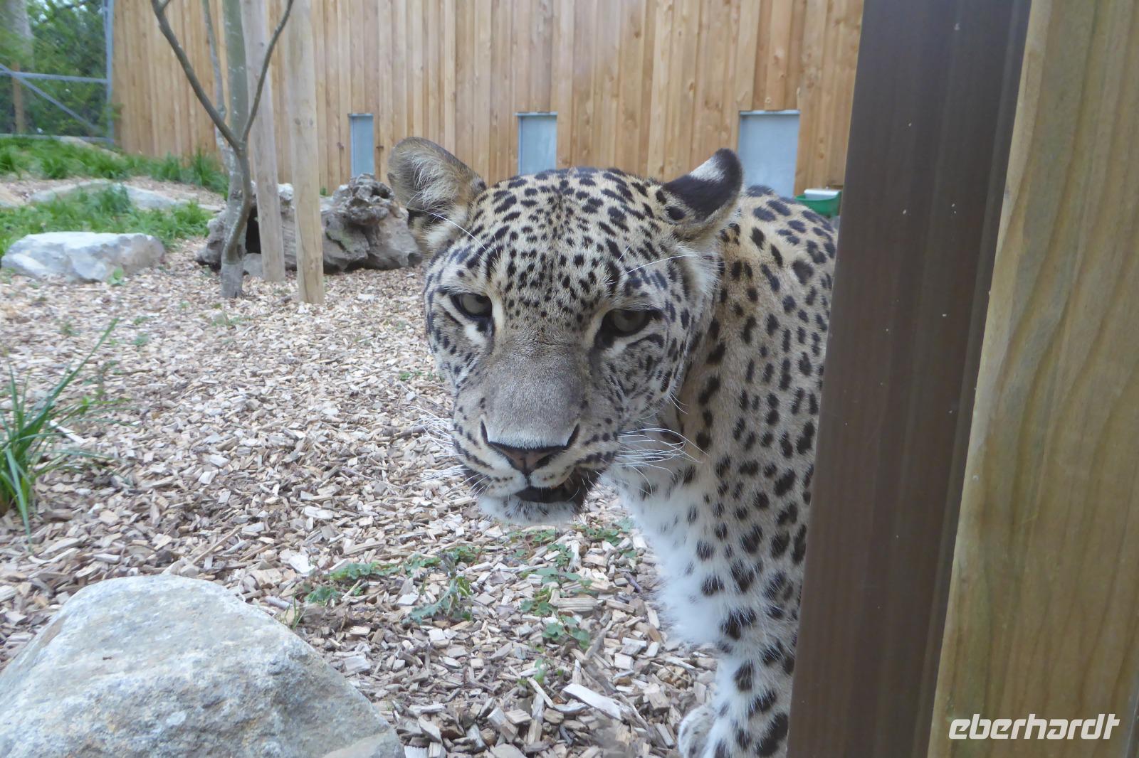 Tag 8 Zoo von Champrépus 