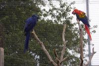 Tag 8 Zoo von Champrépus 