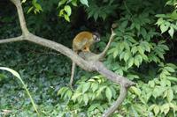 Tag 8 Zoo von Champrépus 