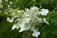 Tag 9 Garten Francois 