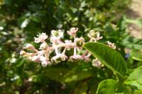 Tag 9 Garten Francois 