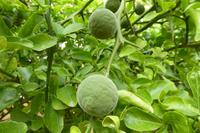 Tag 9 Garten Francois, Poncirus Trifoliata