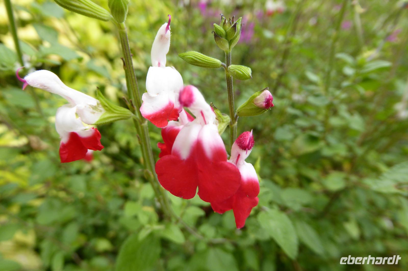 Tag 9 Garten Francois 