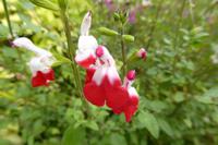 Tag 9 Garten Francois 