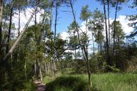 Tag 3 Im Wald von Broceliande 