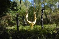 Tag 3 Im Wald von Broceliande 