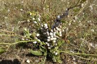 Tag 5 Cornouaille Küste 