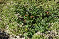 Tag 6 Wanderung zur Pointe du Raz 