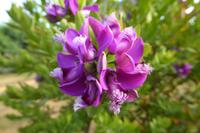 Tag 8 Wanderung von Trégastel nach Ploumenac´h 