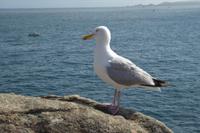 Tag 8 Wanderung von Trégastel nach Ploumenac´h 