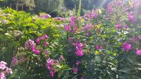 Giverny, Garten von Claude Monet