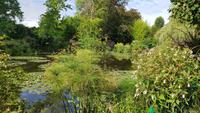 Giverny, Garten von Claude Monet, Wassergarten