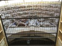 ein Blick auf das Tympanon ist schon möglich  - Angers