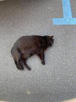 ...es ist warm....und das macht sooooo müde!