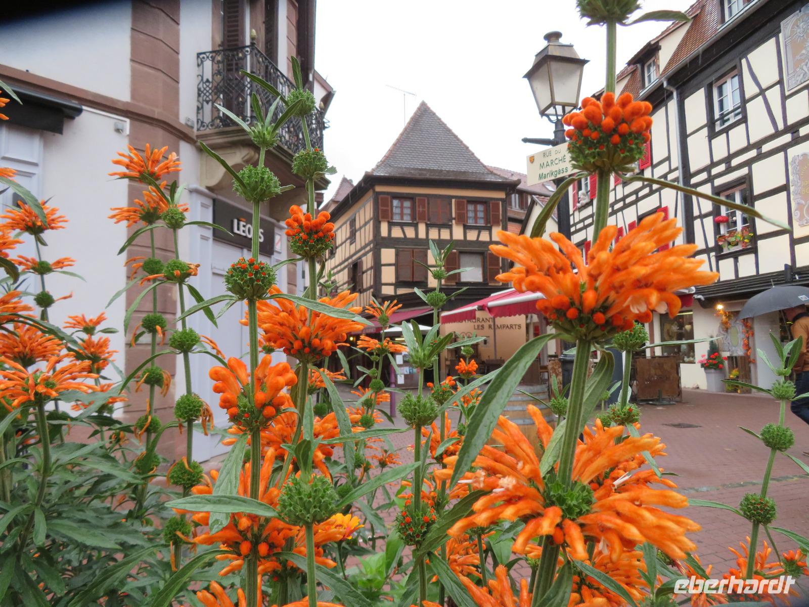 Elsass 09.2020 Obernai