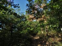 Elsass 09.2020  Wanderung zur Hohkönigsburg