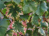 Elsass 09.2020 Dambach- la- Ville