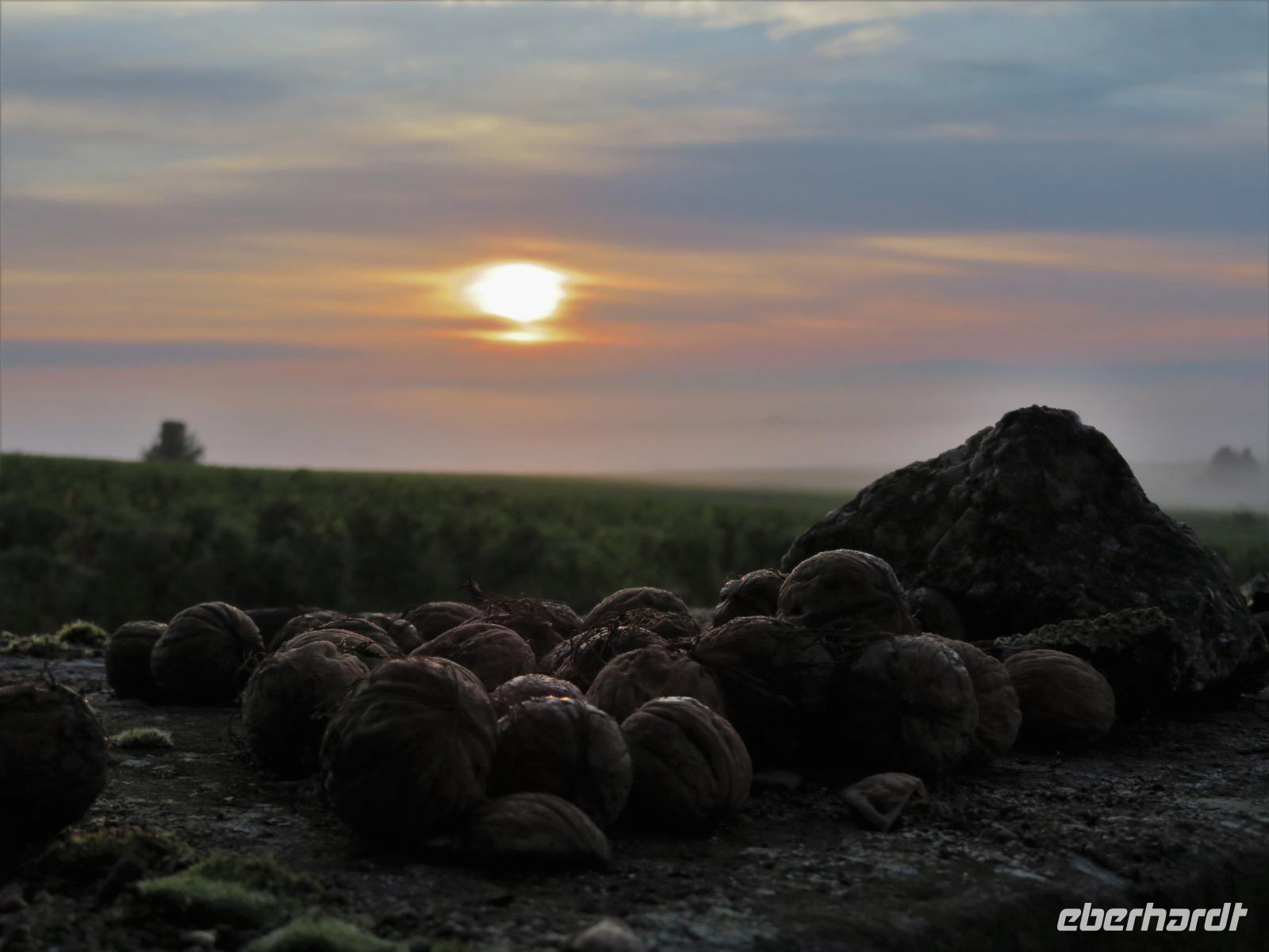 Elsass 09.2020 Sonnenaufgang über der Rheinebene