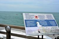 die Möwen haben etwas zu sagen